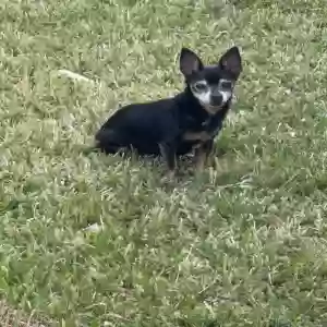 lost male dog teddy