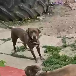 Lost Female Dog