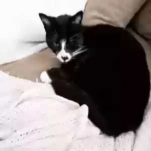 lost male cat percy