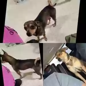lost male dog jr