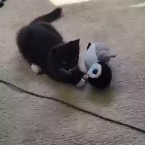 lost unknown cat manik