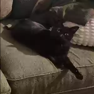 lost male cat robert