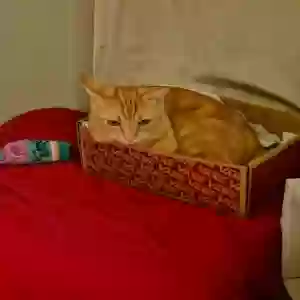 lost male cat chulo