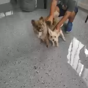 lost female dog julie & lily