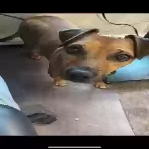 lost male dog monty (formerly bryant)