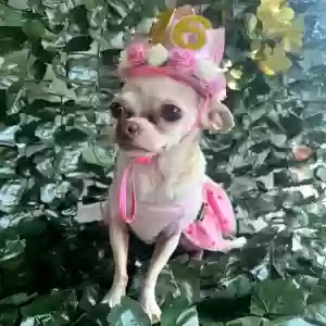 lost female dog sophie