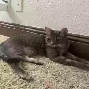 lost male cat yoda