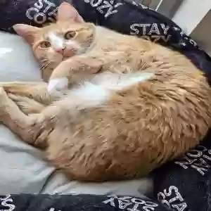 lost female cat clementine