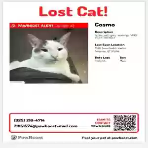 Safe Male Cat