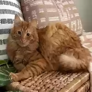 lost female cat melli