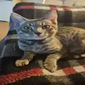 Lost Female Cat