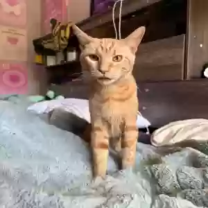 lost male cat orange