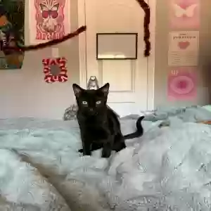 lost male cat puppy cat