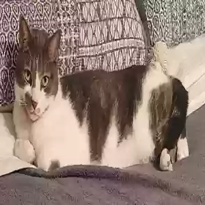 lost male cat charlie