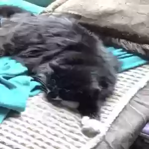 Lost Female Cat