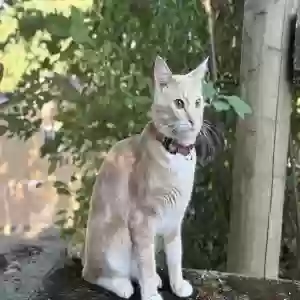 lost male cat theo