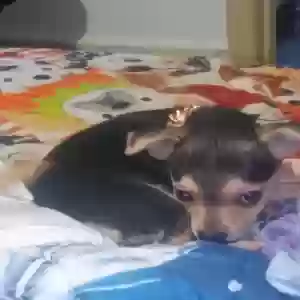lost female dog zoey