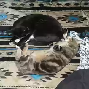 lost female cat freya
