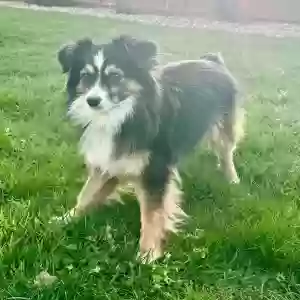 Lost Male Dog