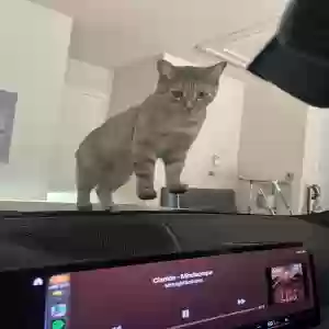 lost female cat zoey