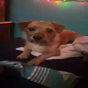 lost male dog dallas