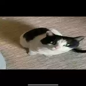 lost male cat teikei