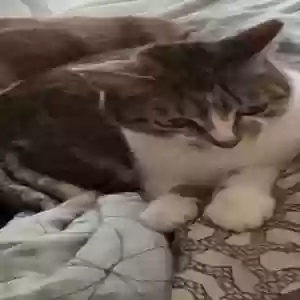 lost female cat tookie