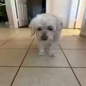 Lost Female Dog