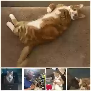 lost male cat max