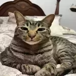 lost male cat cooper
