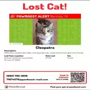 lost female cat cleopatra