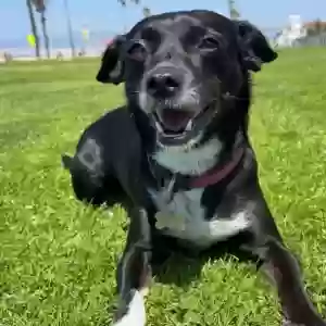Lost Female Dog