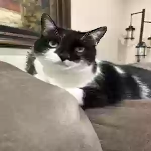 lost male cat finn