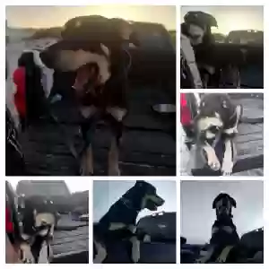 lost male dog ghost