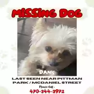lost male dog dank