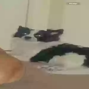 lost male dog mordecai (morty)