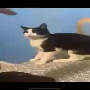 lost female cat boops