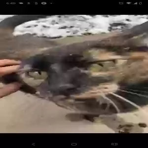 lost female cat coco