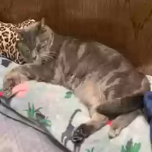 lost male cat max
