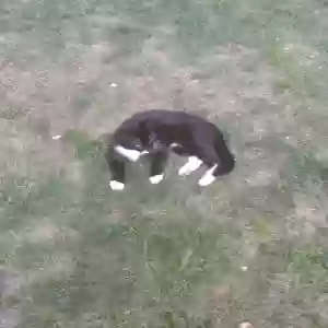 found unknown cat unknown