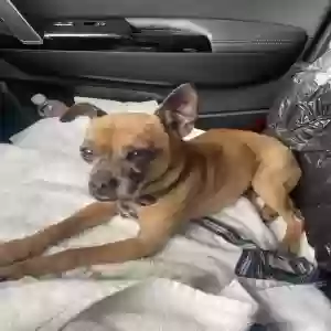 found male dog unknown