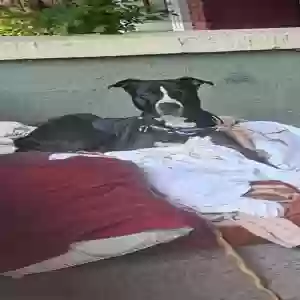 lost male dog oreo