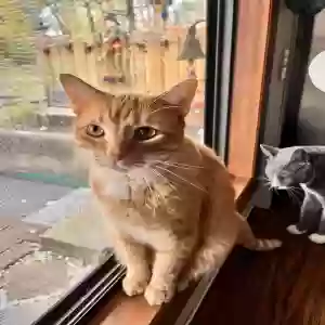 lost male cat charlie