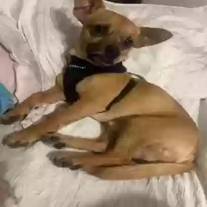 lost male dog paka