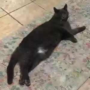 lost male cat storm
