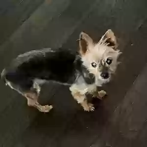 lost female dog savannah