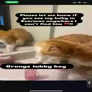 lost male cat tiger