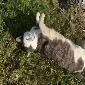 lost male cat forrest (big kitty)