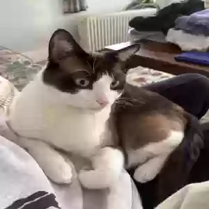 lost male cat bandit