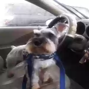 lost male dog pepper
